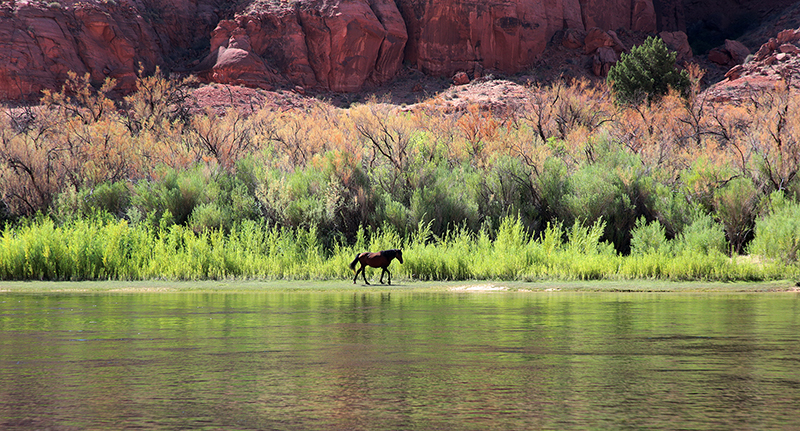 Colorado Rafting : Arizona : Arizona Landscapes : Landscape Photos : Richard Moore : Photographer